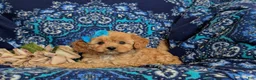Cavapoo dogs for sale: Chrissa - Ad 4