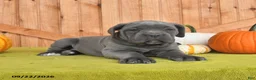 Cane Corso dogs for sale: Clementine - Ad 4
