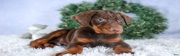 Doberman Pinscher dogs for sale: TYSON - Ad 11