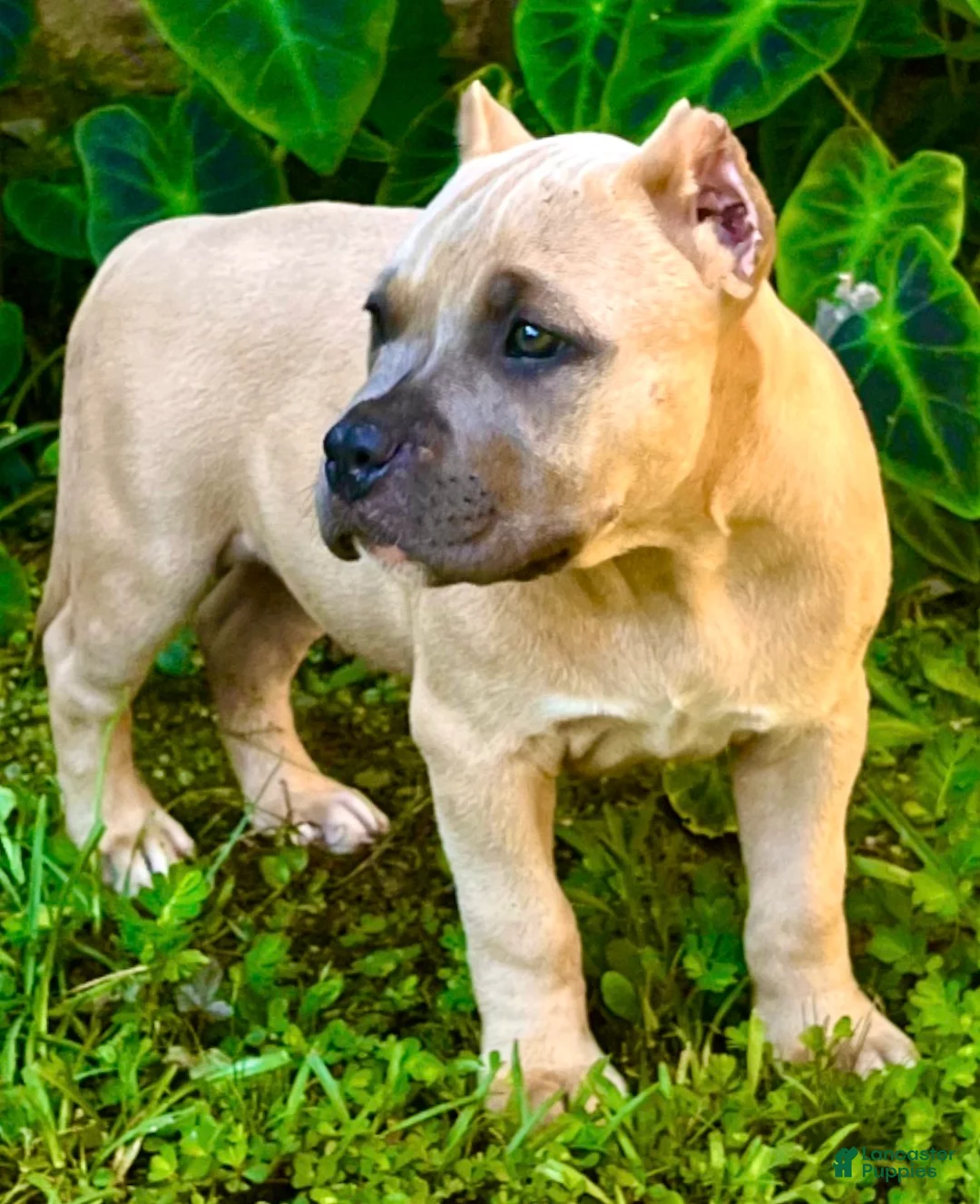 American Bully dogs for sale: American Bully 1 - Ad 1