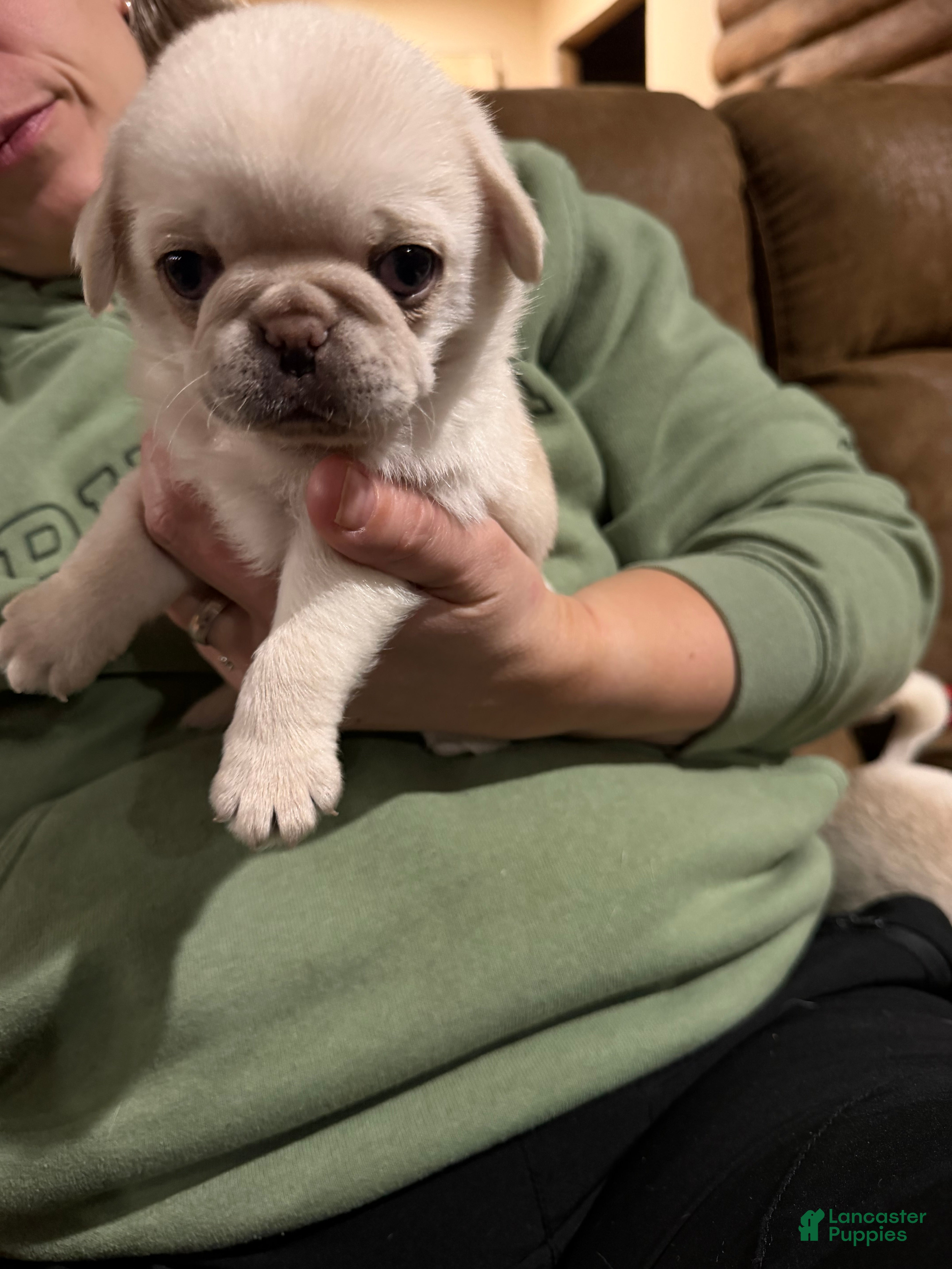 Pug dogs Milo  - Ad 34