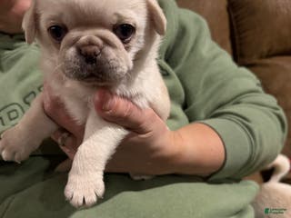 Pug dogs Milo - Ad 34