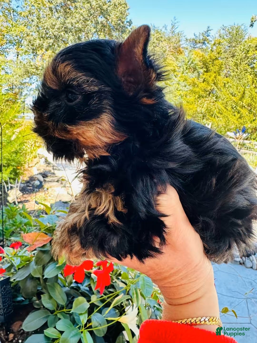 Yorkshire Terrier dogs Valentino - Ad 1
