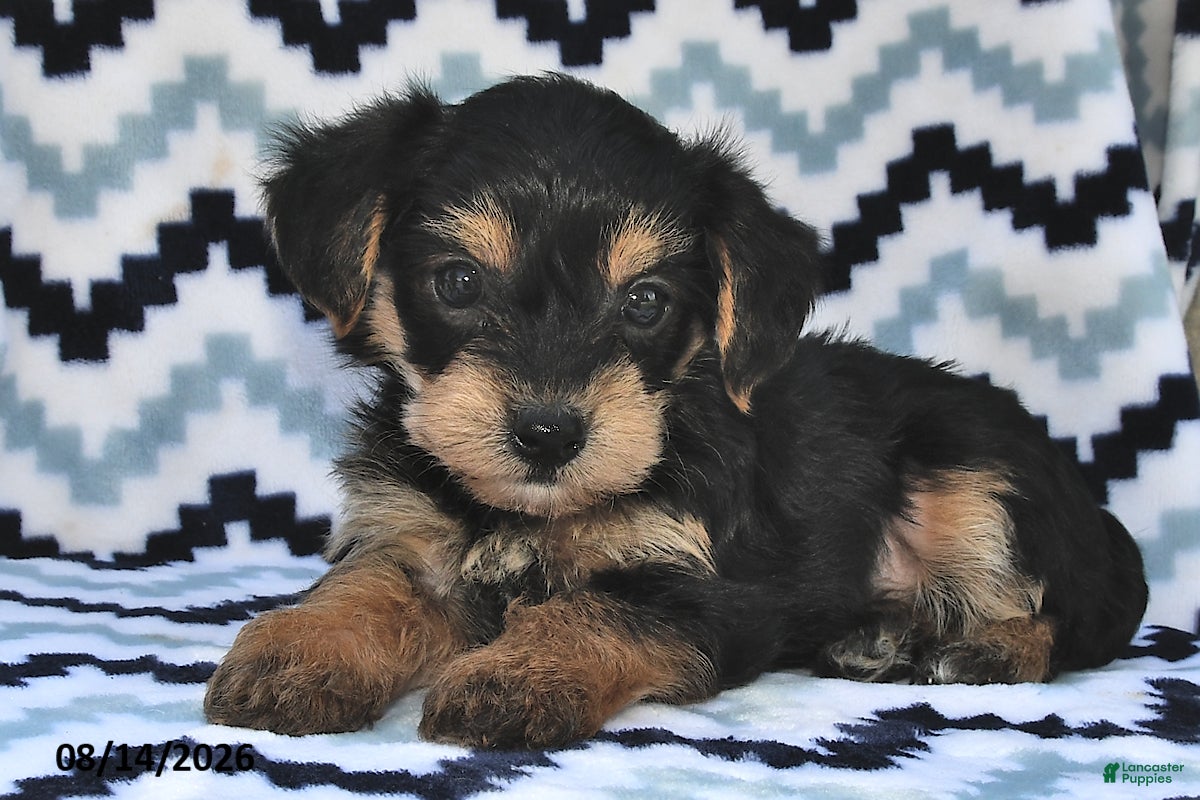 Yorkiepoo dogs Sutton - Ad 1