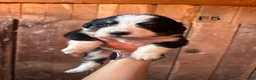Bernese Mountain Dog dogs for sale: Bernese Mountain Dog f5 - Ad 1