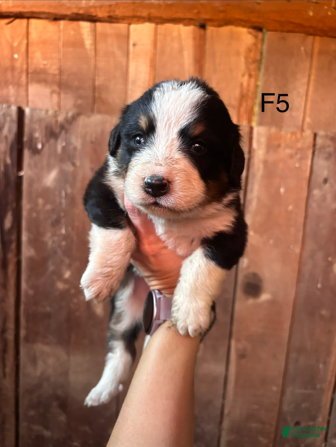 Bernese Mountain Dog dogs for sale: Bernese Mountain Dog f5 - Ad 1