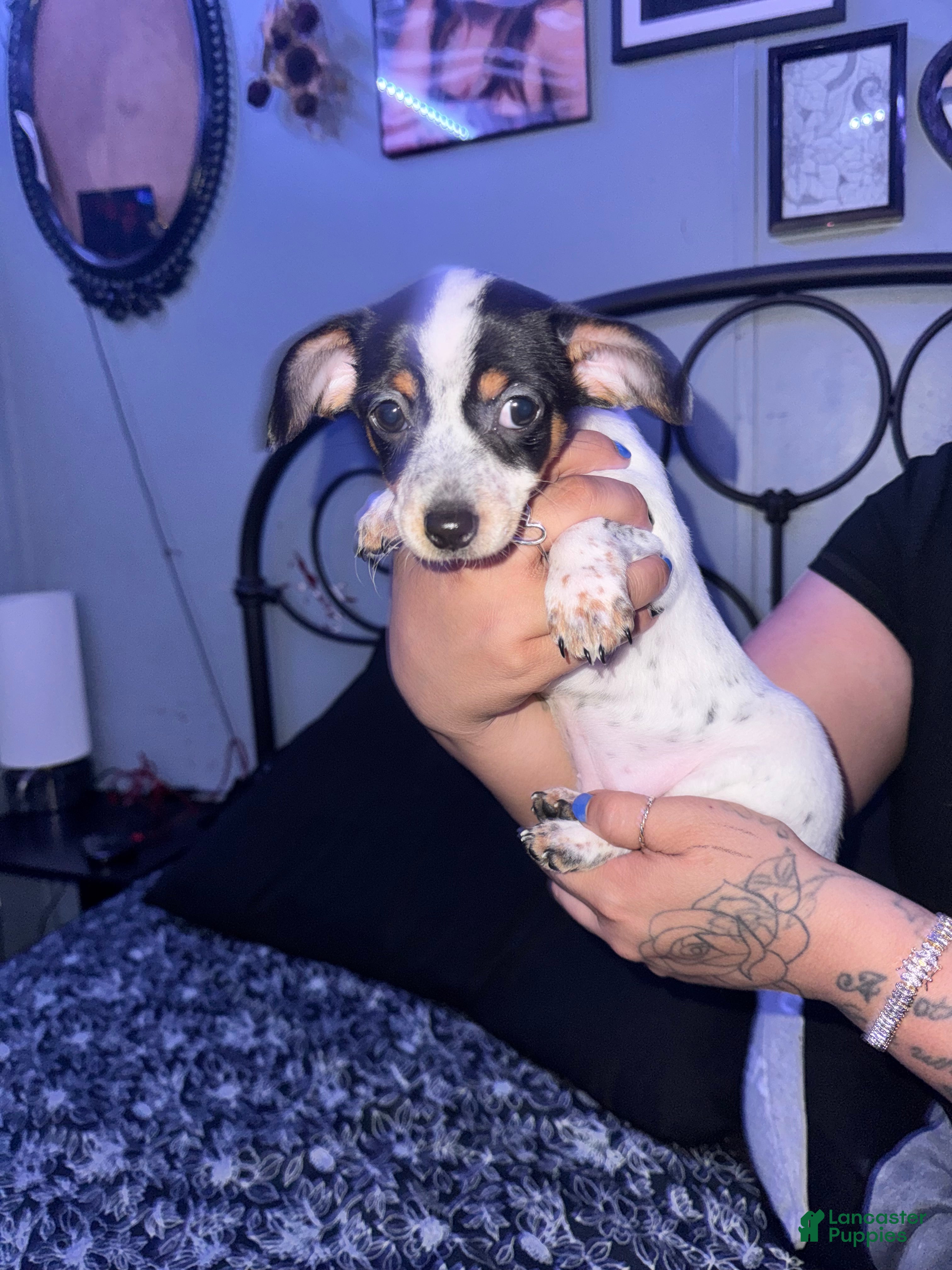 Chiweenie dogs Mocha  - Ad 2