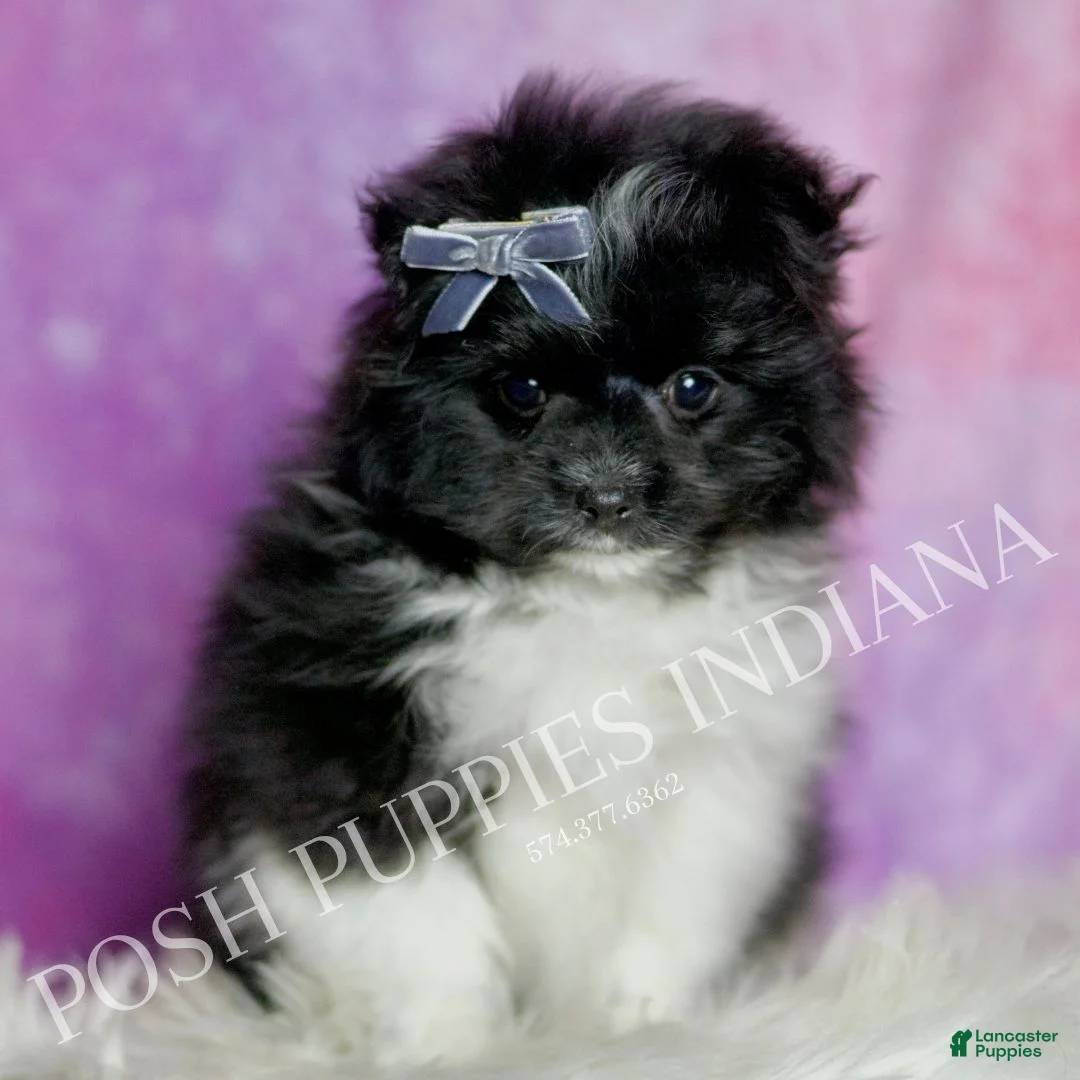 Maltipom dogs for sale: Twinkie - Ad 1