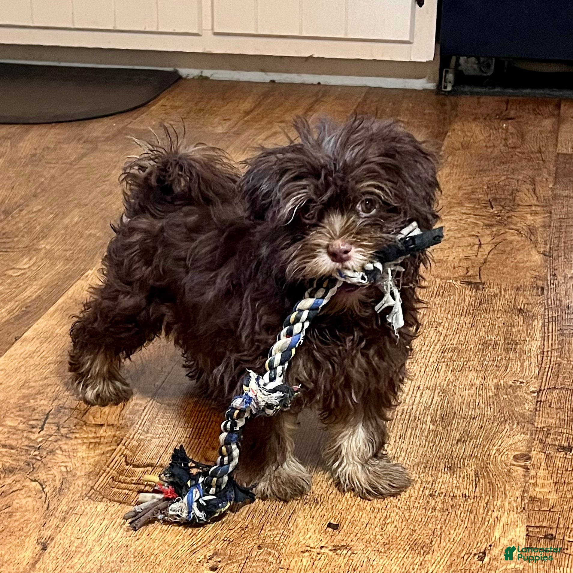 Havanese dogs Simon new pics - Ad 1