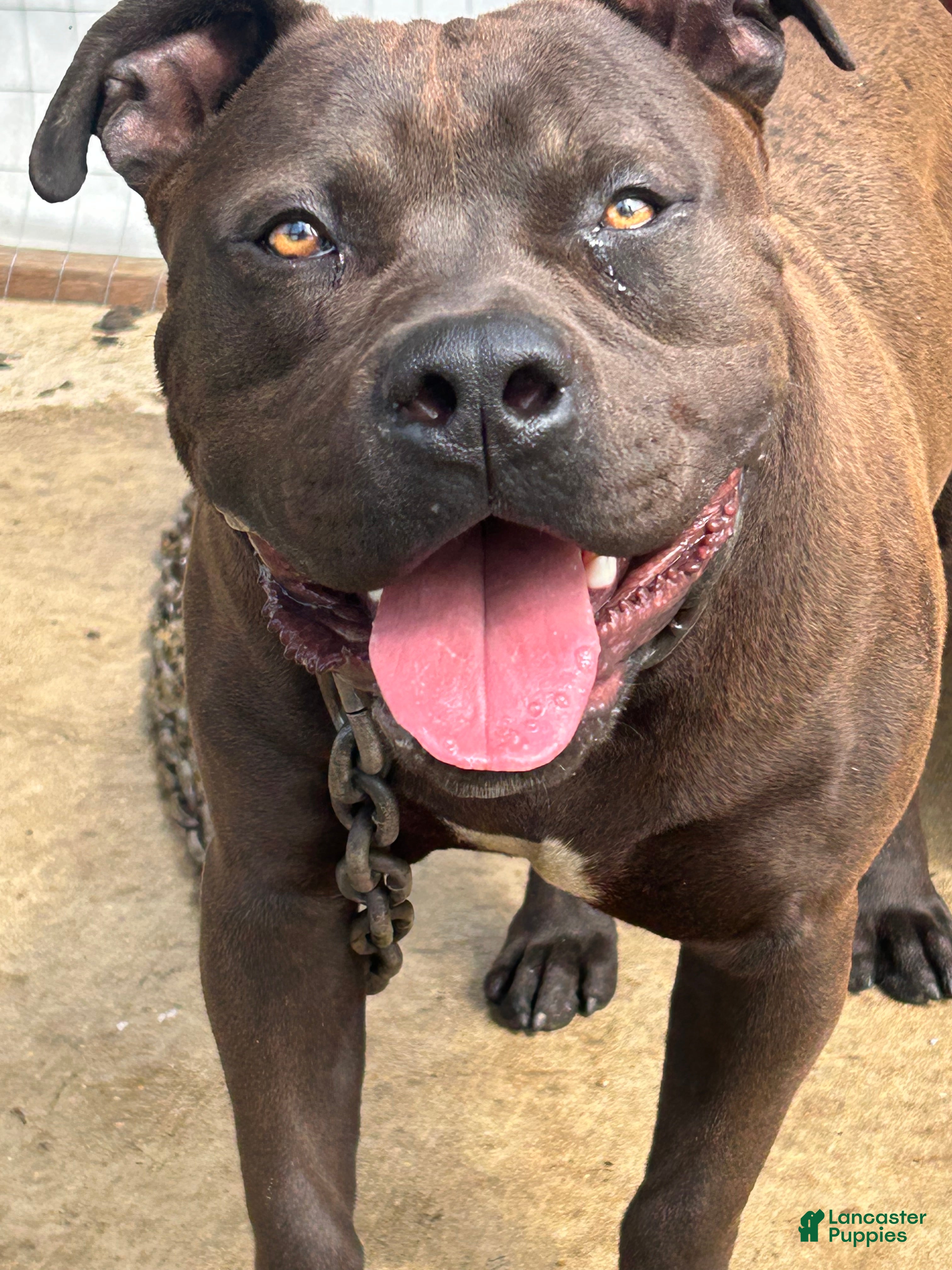 American Bully dogs for sale: American Bully Puppy 1 - Ad 1