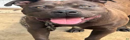 American Bully dogs for sale: American Bully Puppy 1 - Ad 1