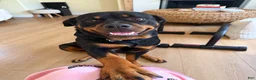 Rottweiler dogs for sale: Rottweiler champion AKC - Ad 3