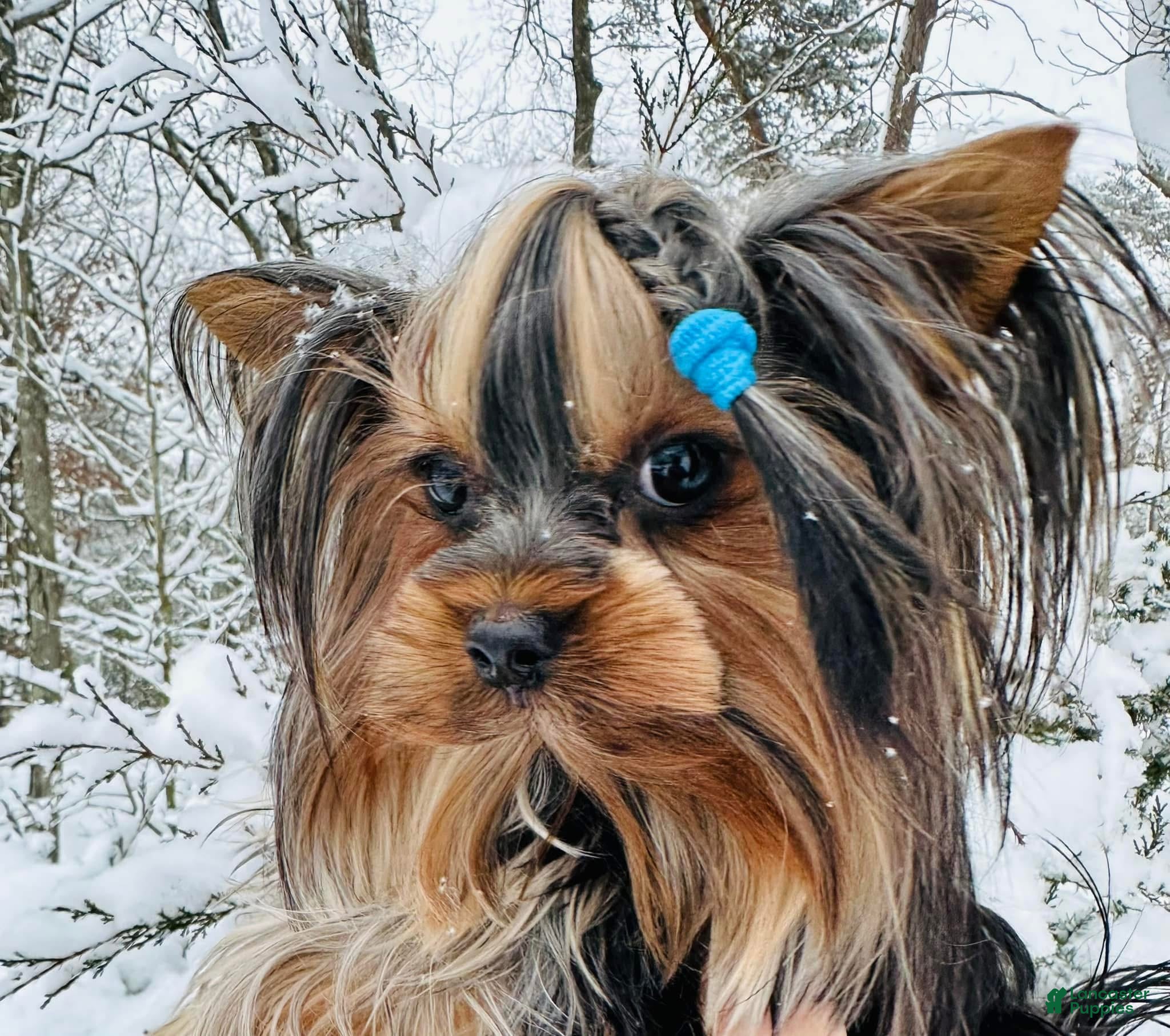 Yorkshire Terrier dogs Yorkshire Terrier Puppy 1 - Ad 10