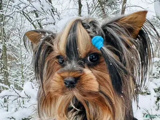 Yorkshire Terrier dogs Yorkshire Terrier Puppy 1 - Ad 10