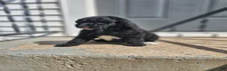 Standard Poodle dogs for sale: Darth Vader - Ad 6