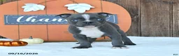 Boston Terrier dogs for sale: Avalanche - Ad 3