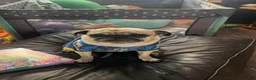 Pug dogs for sale: Baked Potato - Ad 6