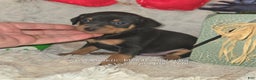 Miniature Pinscher dogs for sale: Dugan black and rust - Ad 2