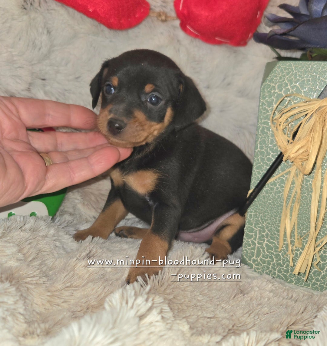 Miniature Pinscher dogs for sale: Dugan black and rust - Ad 2