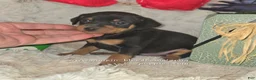 Miniature Pinscher dogs for sale: Dugan black and rust - Ad 3