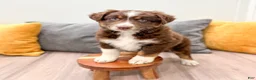 Australian Shepherd dogs for sale: Lady - Ad 2