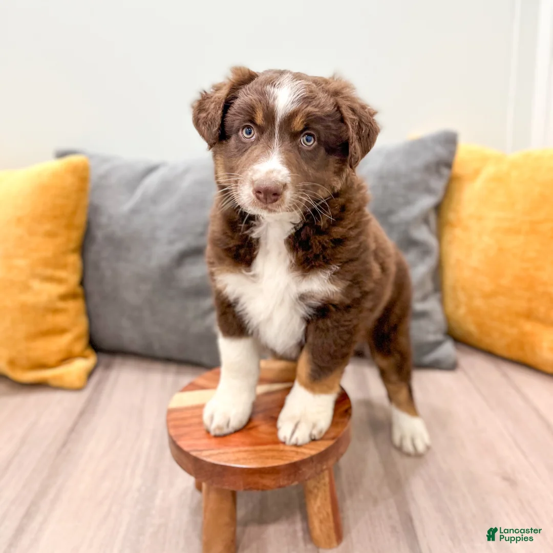 Australian Shepherd dogs for sale: Lady - Ad 2