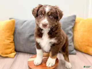 Australian Shepherd dogs for sale: Lady - Ad 3
