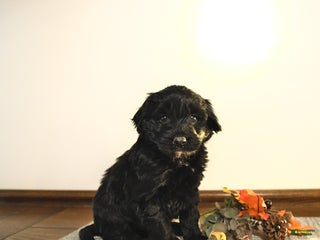 Mini Goldendoodle dogs - Ad 39