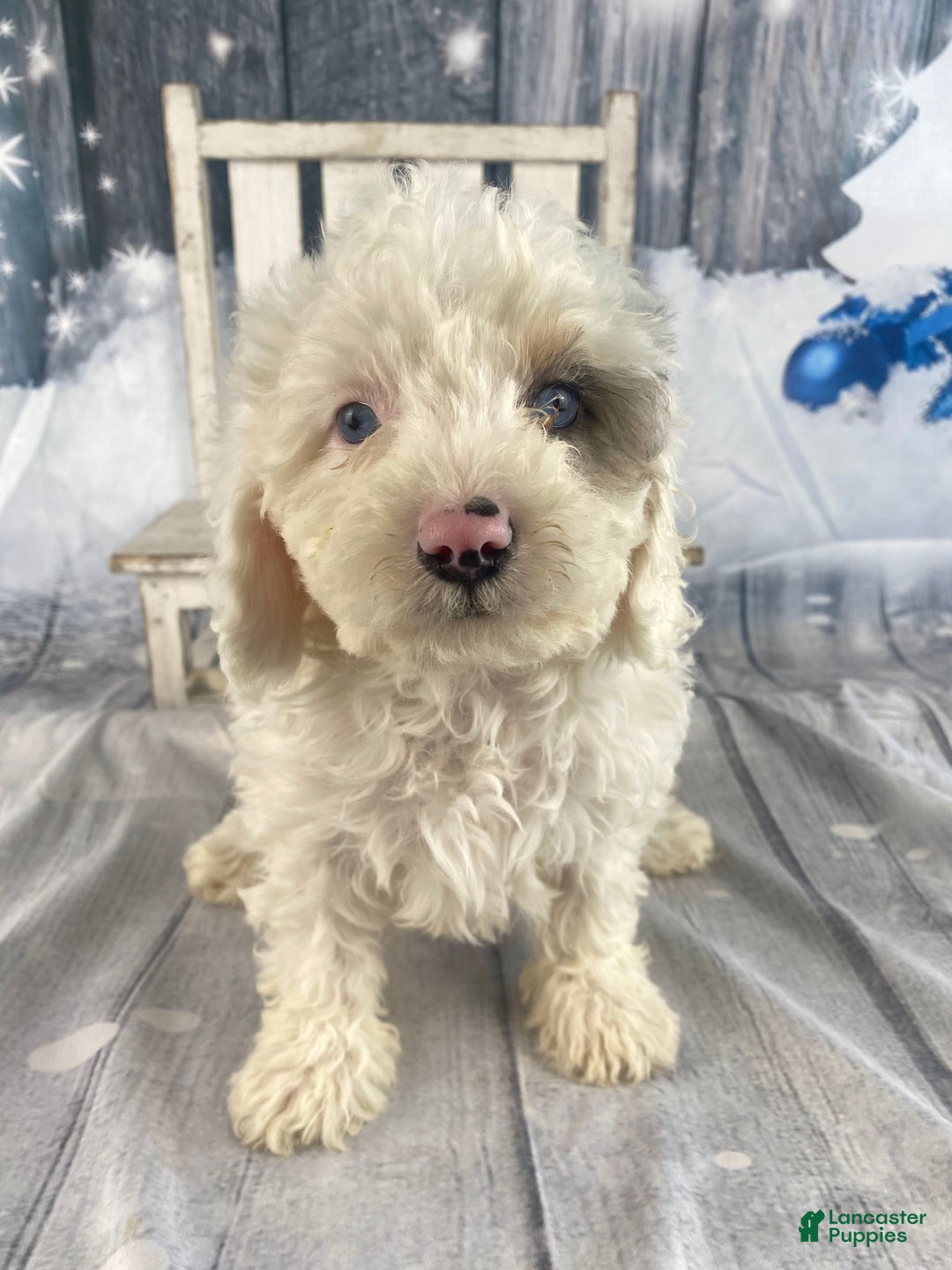Cavapoo dogs for sale: Starry - Ad 5
