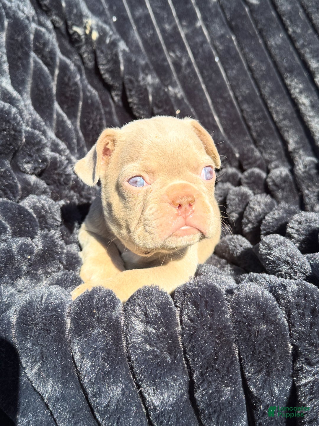 French Bulldog dogs for sale: French Bulldog Puppy 1 - Ad 9