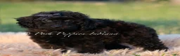 Toy Poodle dogs for sale: Onyx AKC - Ad 5