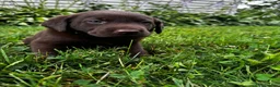 Labrador Retriever dogs for sale: Briar - Ad 8
