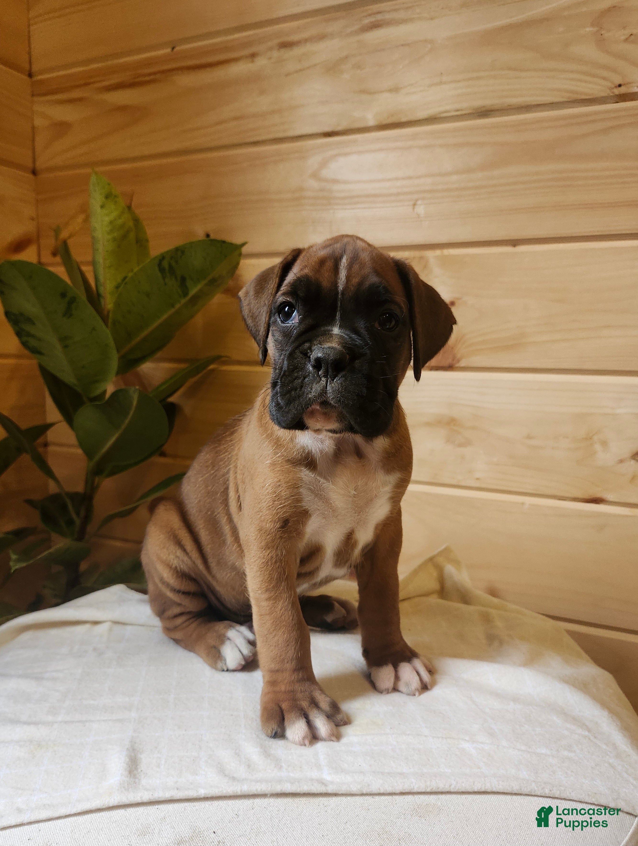 Boxer dogs Jagger  - Ad 1
