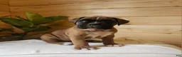 Boxer dogs for sale: Jagger  - Ad 5