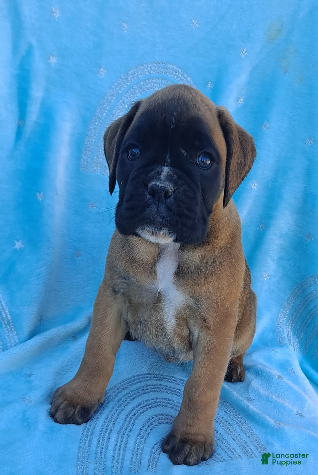 Boxer dogs for sale: Taylee - Ad 1