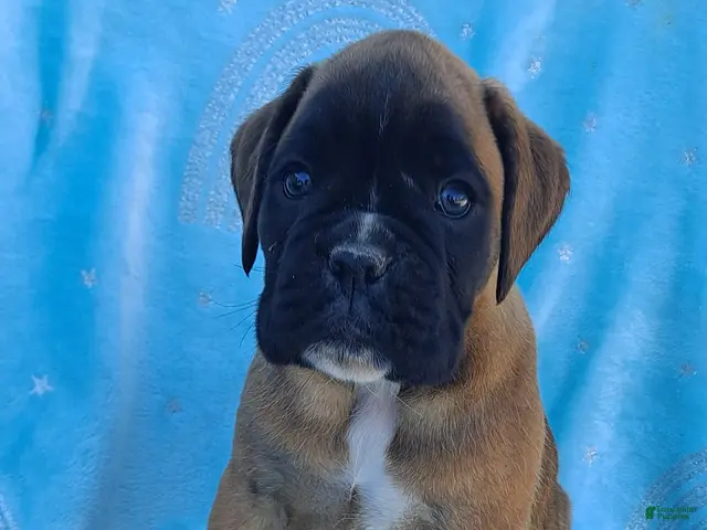 Boxer dogs for sale: Taylee - Ad 1