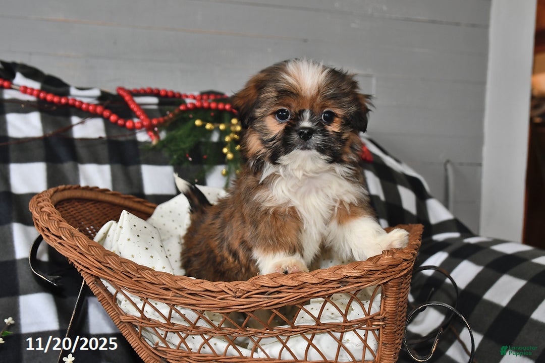 Shih Tzu dogs for sale: Denver - Ad 5