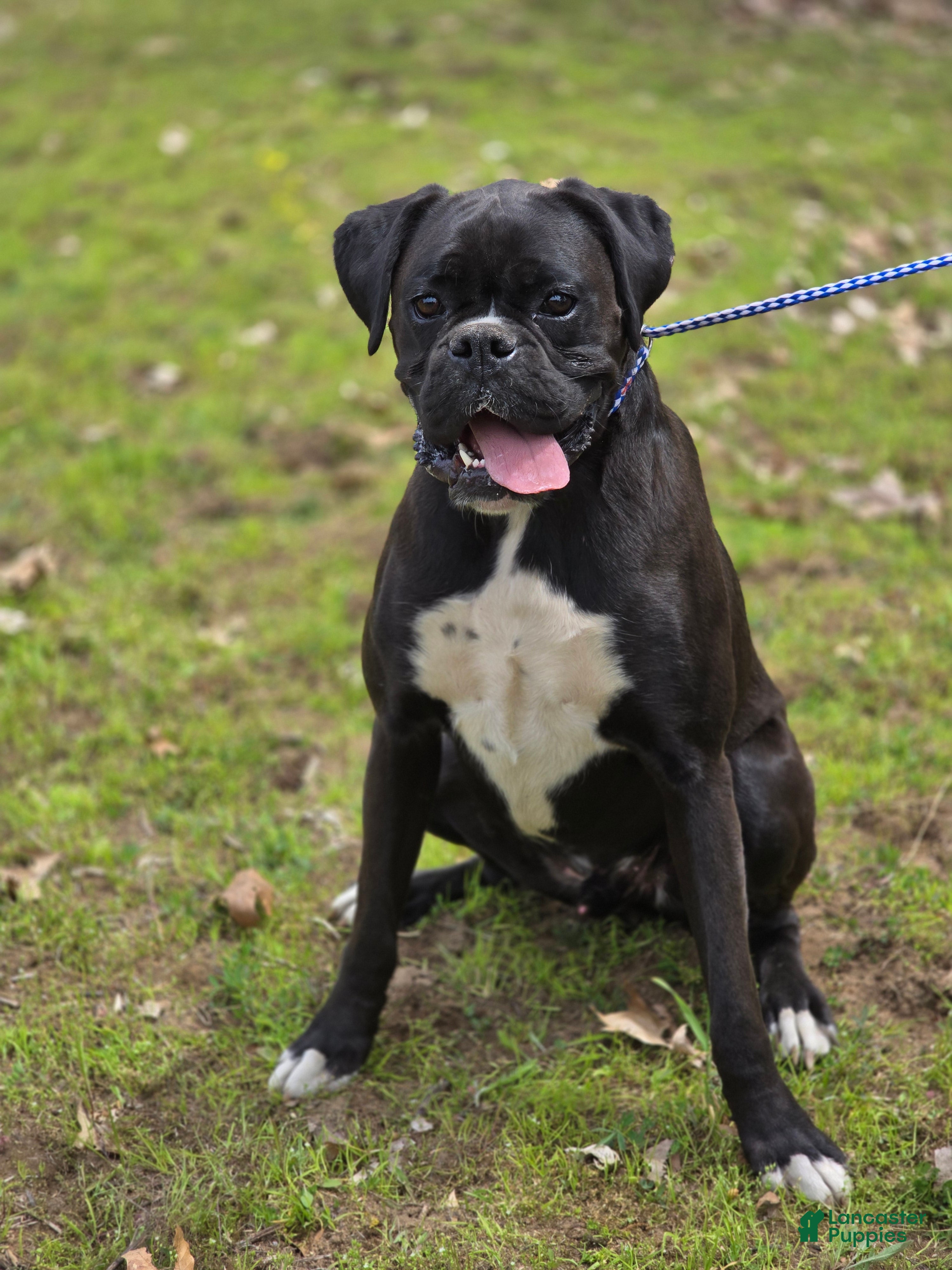 Boxer dogs Boxer Puppy 1 - Ad 2