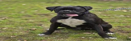 Boxer dogs for sale: Boxer Puppy 1 - Ad 3