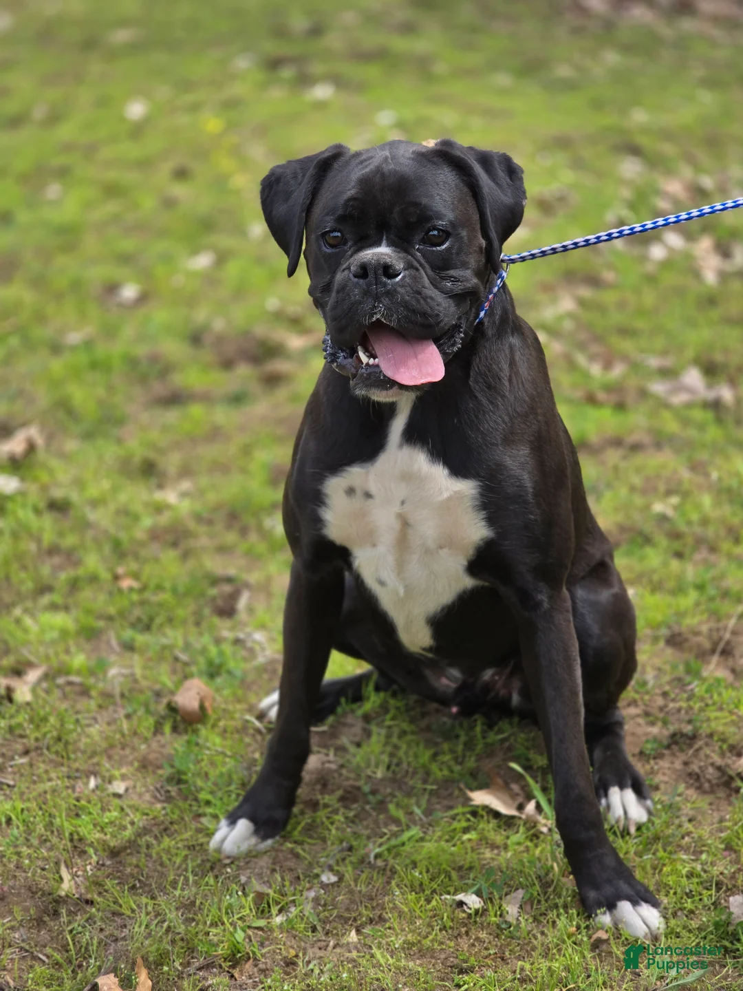 Boxer dogs for sale: Boxer Puppy 1 - Ad 2
