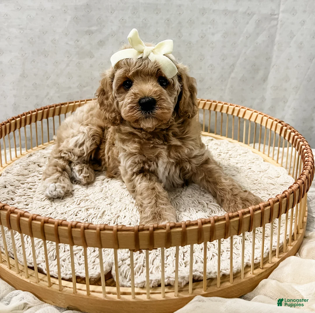 Cavapoo dogs for sale: Summer - Ad 1