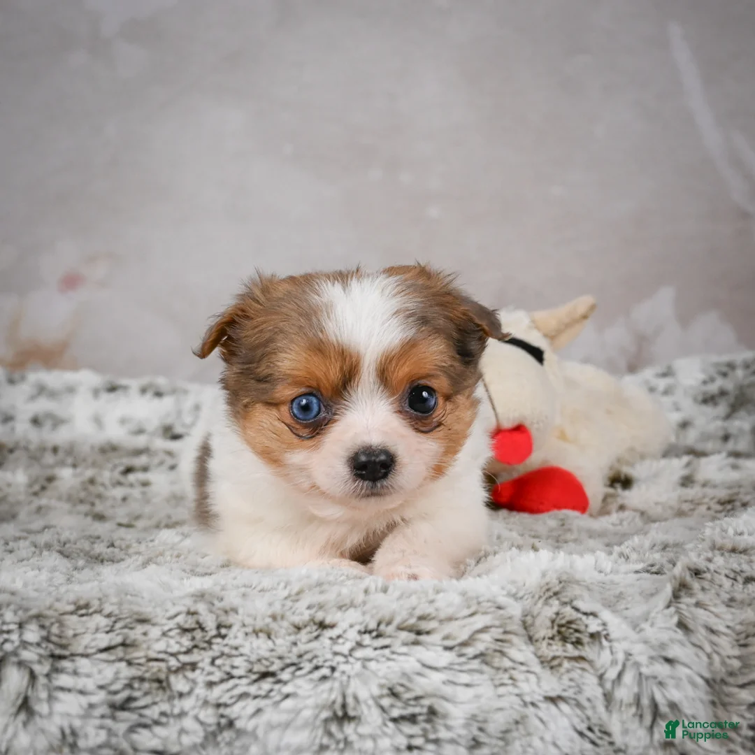 Chihuahua dogs for sale: Hunter - Ad 18