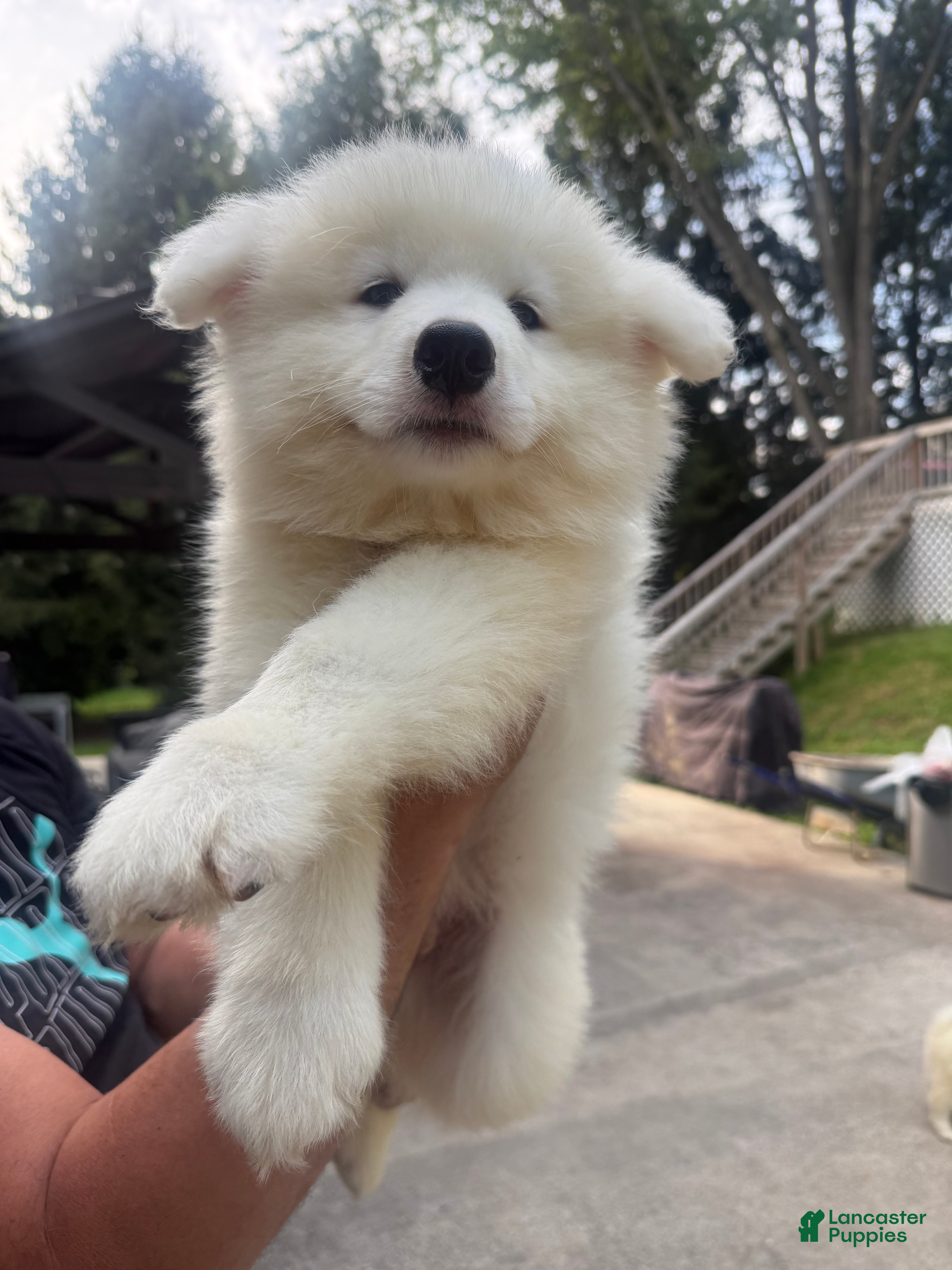 Samoyed dogs Samoyed 2 - Ad 26