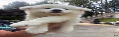 Samoyed 2