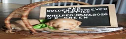 Golden Retriever dogs for sale: Mr. Green - Ad 1