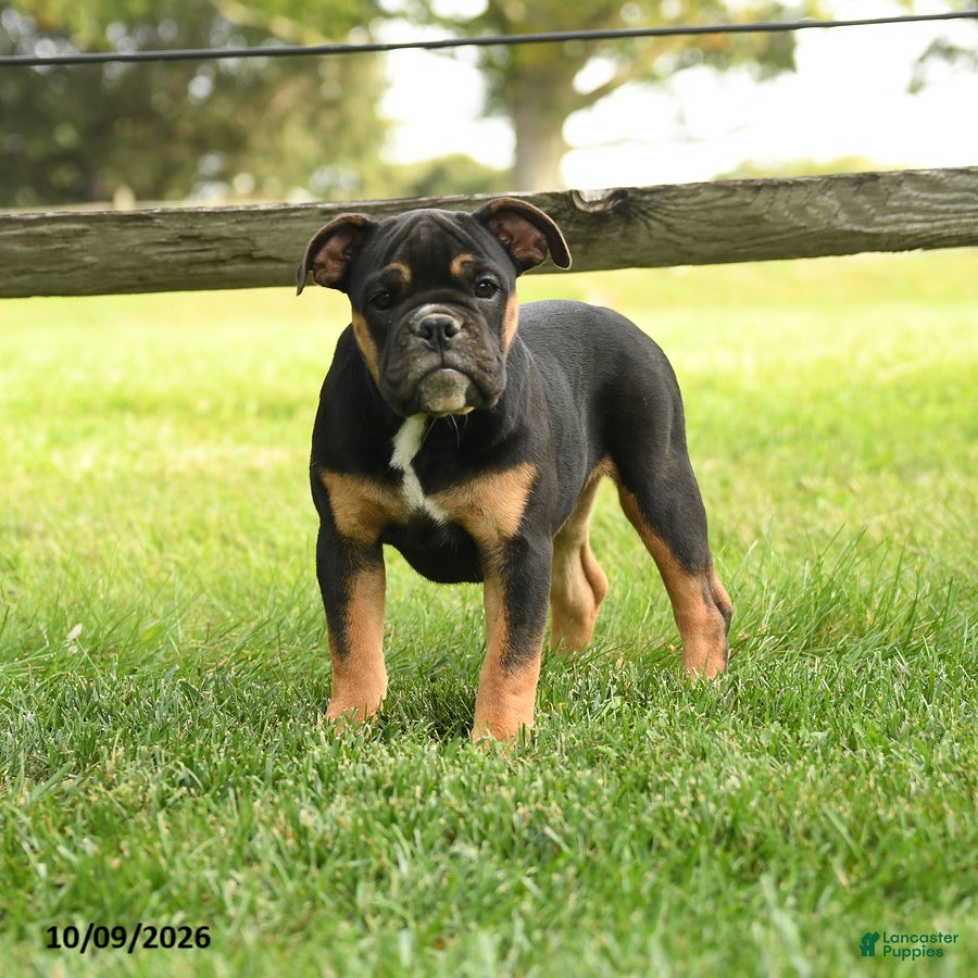 Olde English Bulldogge dogs for sale: Amber - Ad 2