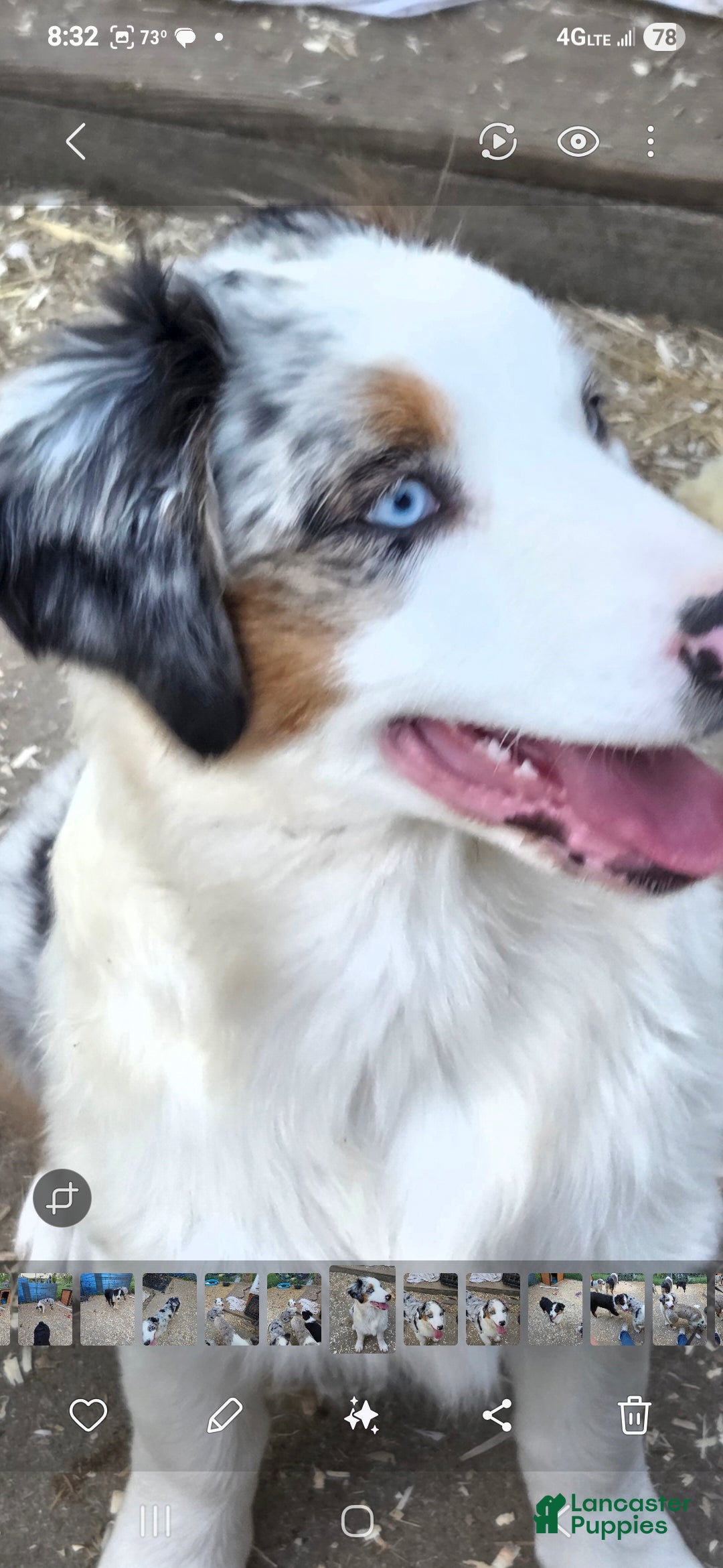 Australian Shepherd dogs Australian Shepherd Puppy 10 - Ad 1