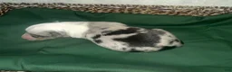 Border Collie dogs for sale: Dahlia - Ad 6