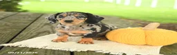 Miniature Dachshund dogs for sale: Asher - Ad 4