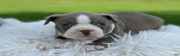 Boston Terrier dogs for sale: Diesel special needs - Ad 3